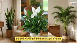 बेडरूम में रखें हवा को साफ करने वाले ये 5 पौधे