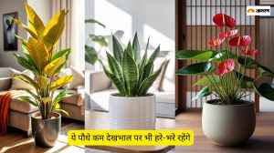 कम देखभाल वाले इनडोर प्लांट्स