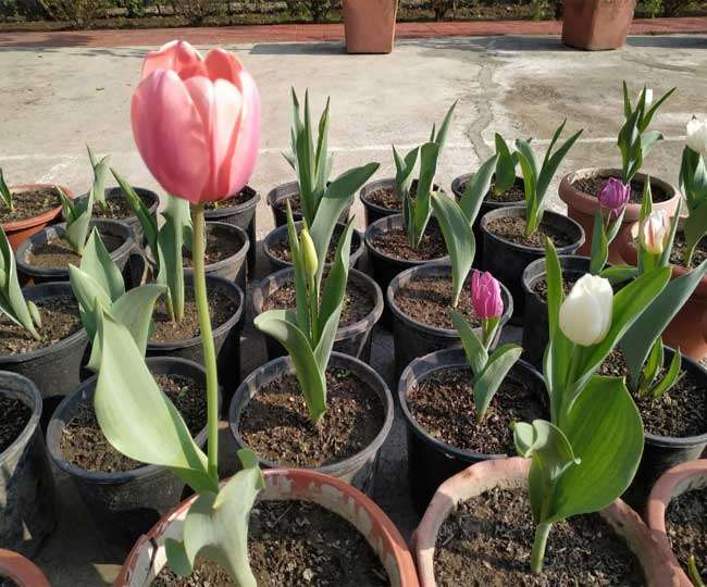 Uses Of Tulip Flower In Hindi | Best Flower Site