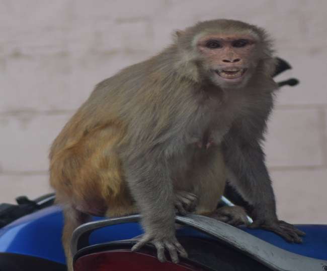 Aggression in monkeys due to behaviour change