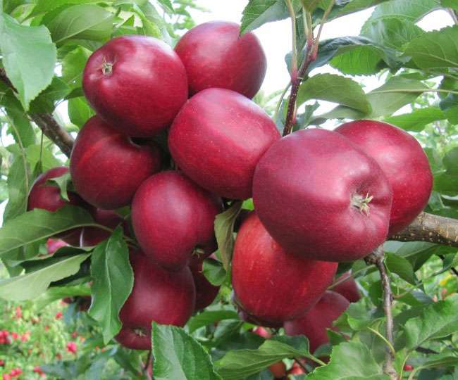 उत्तराखंड में सेब की लाली पर सिस्टम का पीलापन भारी, पढ़िए पूरी खबर