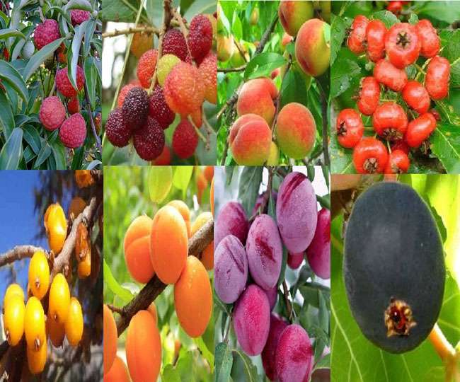 ये जंगली फल हैं पोषक तत्वों से भरपूर, जानिए इनकी खासियत के बारे में