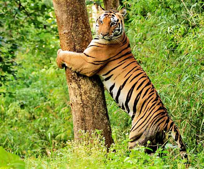 दुधवा नेशनल पार्क: जंगल का असली रोमांच