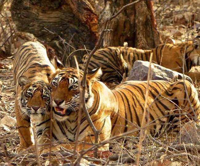 उत्तराखंड में बाघ सुरक्षा को खुलेंगे चार वन्यजीव अंचल, पढ़ि‍ए पूरी खबर