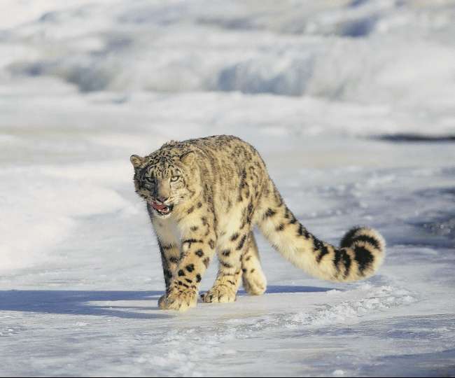 200 से ज्यादा स्नो लेपर्ड का घर है हेमिस नेशनल पार्क - hemis national park  ladakh