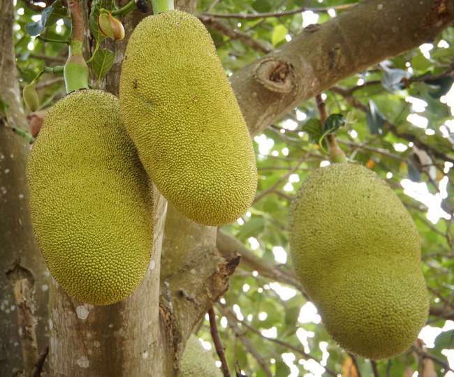 नवरात्रि में बिना प्याज-लहसुन के बनाएं स्वादिष्ट 'कटहल कटलेट्स'