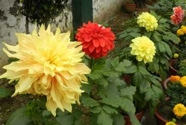 वसंत ऋतु मतलब फूलों का मौसम