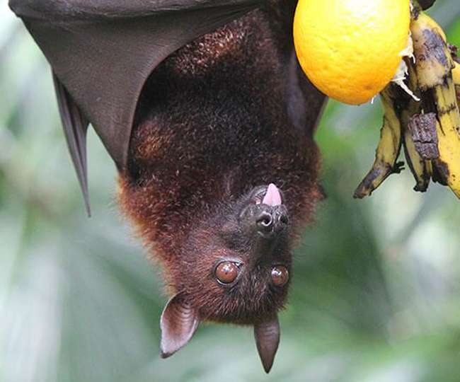 all you need to know about nipah virus and its symptoms jagran special