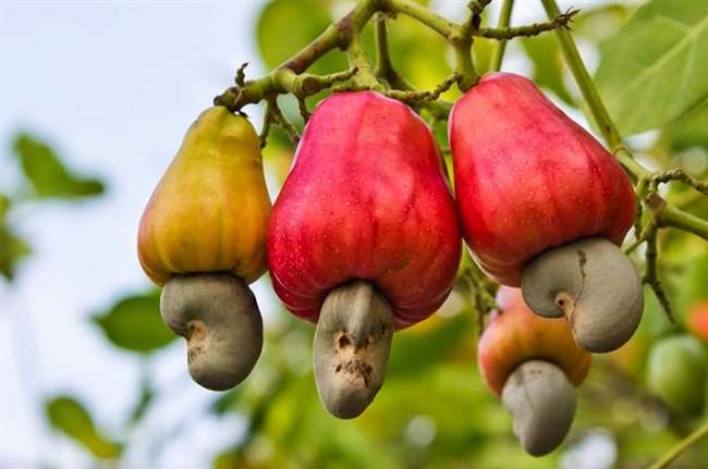 अब काजू फल भी बेच सकेंगे किसान, जानिए इसका क्या बनाने में होगा उपयोग Kanpur News - Now farmers can also sell cashew fruit so know what make will be use it