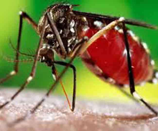 धर्मनगरी हरिद्वार और दून में गहराता जा रहा डेंगू का डंक