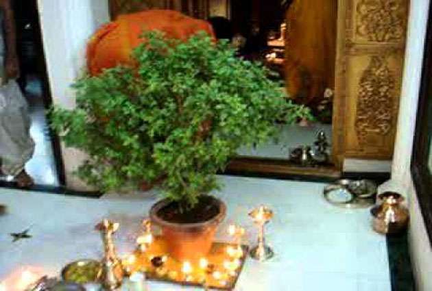 Precautions With Tulsi Leaves