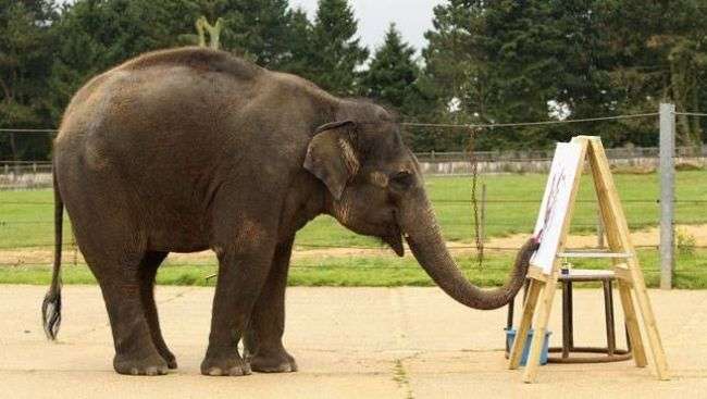 समझदारी में इंसान से कम नहीं दुनिया के ये 5 जानवर, जानें इनकी खास बातें - the most intelligent animals on earth know the interesting facts समझदारी में इंसान से कम नहीं दुनिया के ये 5 जानवर, जानें इनकी खास बातें - the most intelligent animals on earth know the interesting facts