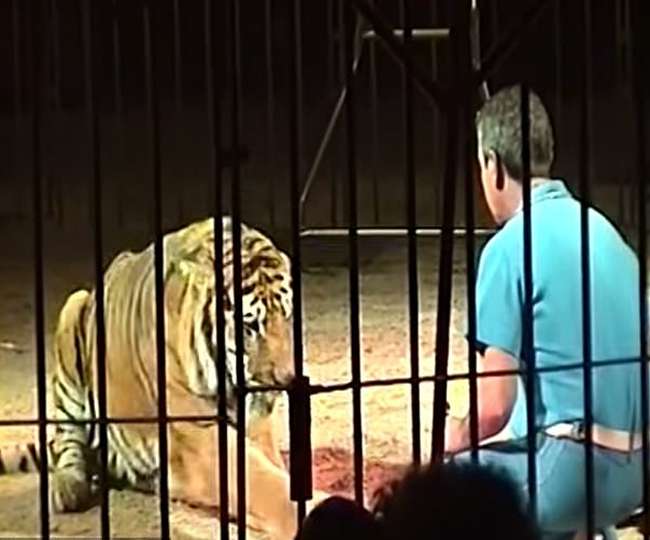 बाघों के हमले से दुनिया के सबसे बड़े रिंग मास्टर की रिंग में मौत, मृत शरीर से आधे घंटे तक खेलते रहे