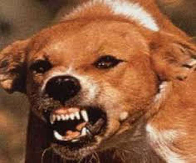 Now a dog scuff to killed the child in Saharanpur