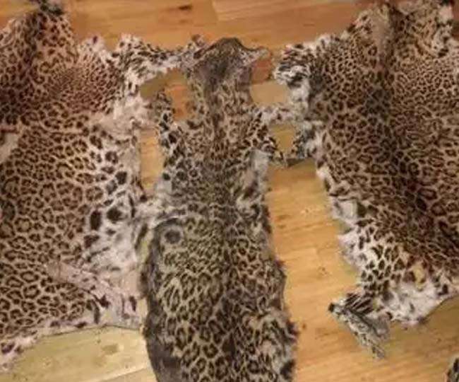 Reward smuggler arrested for selling rare leopard skin