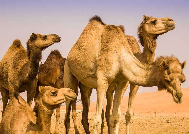 सौ ऊंट  | HUNDRED CAMELS - www.saralvichar.in