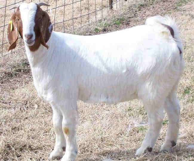 Farmer allegedly kills goat police will take action after ...