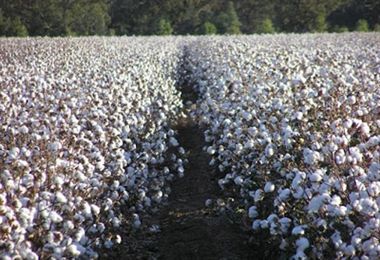 production increase of cotton,farmers gets profit