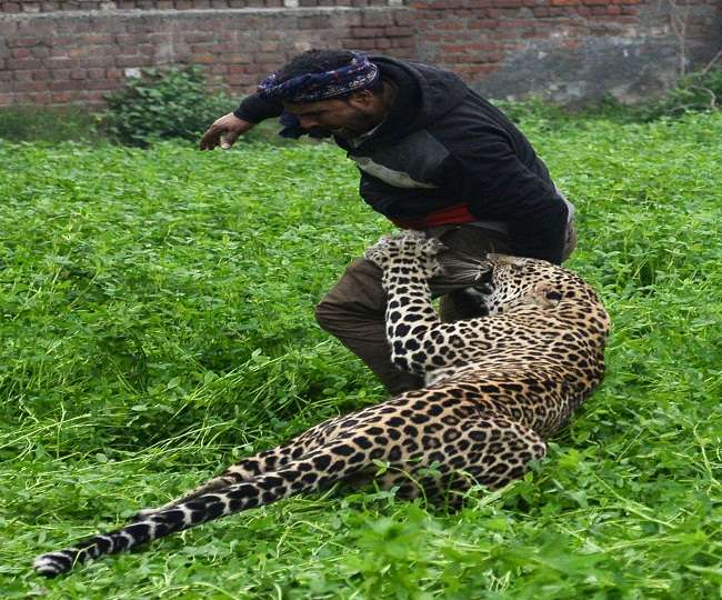 चिंता का विषय : सीमांत में बढ़ा गुलदार और भालूओं का मानव से संघर्ष - Guldar and bears struggle with humans in frontier चिंता का विषय : सीमांत में बढ़ा गुलदार और भालूओं का मानव से संघर्ष - Guldar and bears struggle with humans in frontier