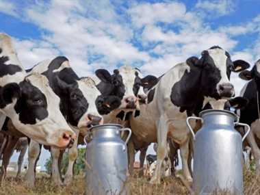 Image result for gaay ka dudh