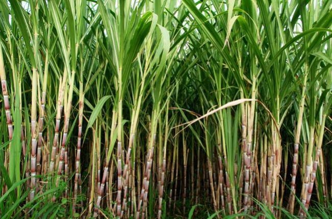 gna ka khet à¤à¥ लिठà¤à¤®à¥à¤ परिणाम