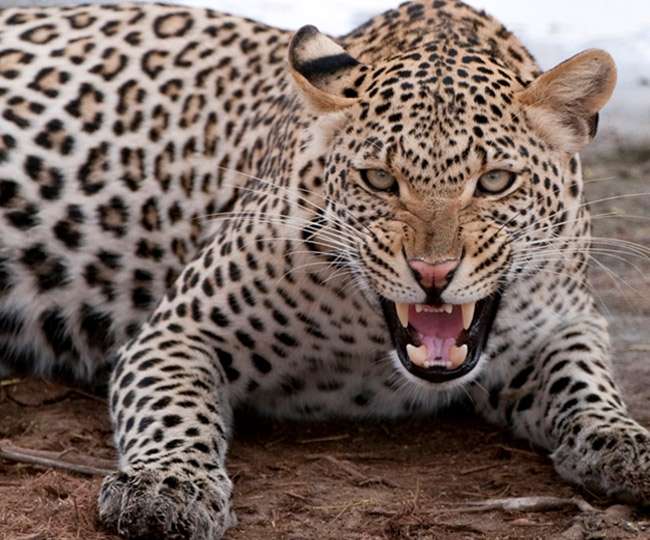 Leopard strays into residential area in Indore