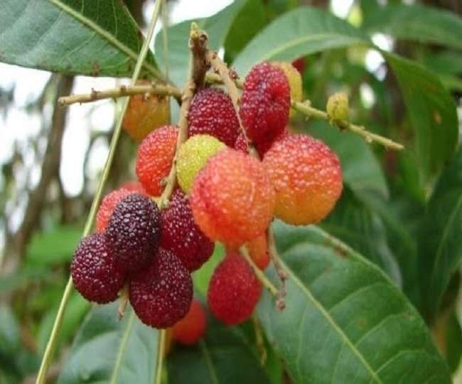 पहाड़ का राजा फल काफल, कैंसर, स्‍ट्रोक समेत कई बीमारियों में है फायदेमंद - Specialties of kafal fruit jagran special