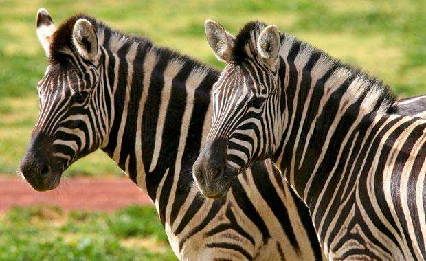 pair of african zebra will come in kanpur zoo in new year