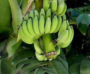 Navratri 2019: व्रत के लिए स्पेशल 'कच्चे केले के कोफ्ते