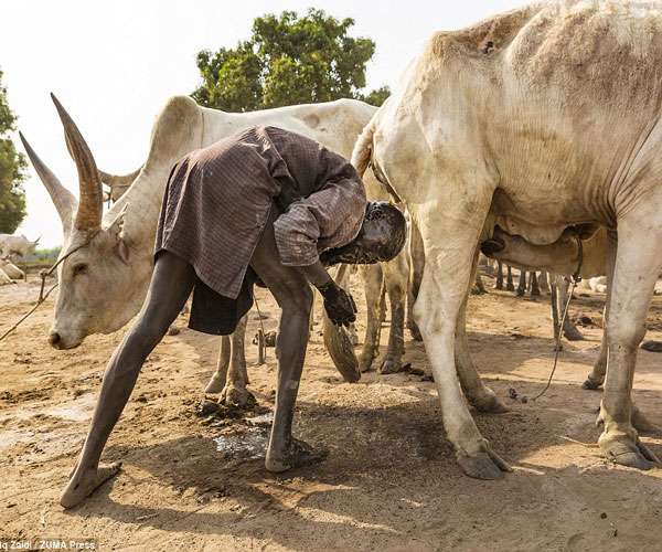 Tribe In Africa Uses Cow Urine To Shower