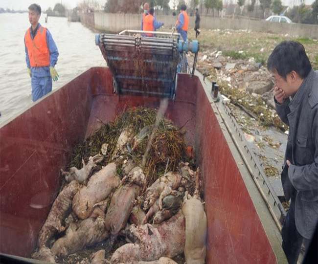 झेंजियांग: 300 टन मरे सुअरों की डंपिंग में 5 हिरासत में लिए गए