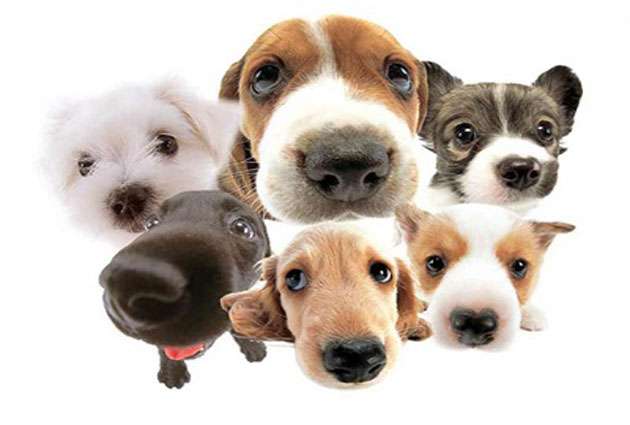 New rules for dog breeding and sale to check cruelty against animals