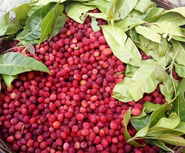 Uttarakhand has rich of forest fruits