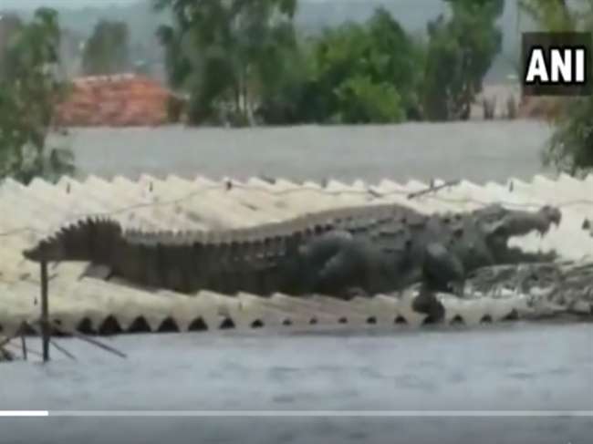 Video: कर्नाटक में बाढ़ से आफत में जान, छत पर पहुंचा मगरमच्छ, लोगों के उड़े होश