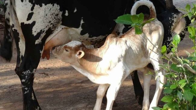 another cow feeding a destitute calf