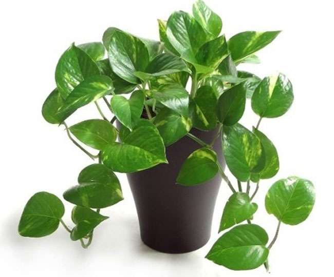 Image result for mani plant