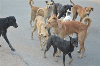 सावधान! बीमार कुत्ते से आपकी जान भी ...