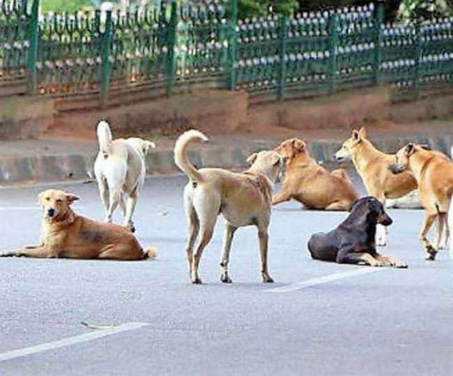 dog lover ngo meet mc officers for dog Sterilization