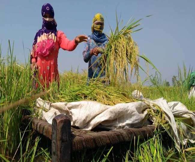 à¤«à¤¸à¤² à¤¬à¥€à¤®à¤¾ à¤•à¤¾ à¤–à¥‡à¤²: à¤‡à¤‚à¤¶à¥â€à¤¯à¥‹à¤°à¥‡à¤‚à¤¸ à¤•à¤‚à¤ªà¤¨à¤¿à¤¯à¥‹à¤‚ à¤¨à¥‡ à¤•à¤¿à¤¸à¤¾à¤¨à¥‹à¤‚ à¤¸à¥‡ à¤¦à¥‹ à¤¸à¤¾à¤² à¤®à¥‡à¤‚ à¤•à¤®à¤¾à¤ 16 à¤¹à¤œà¤¾à¤° à¤•à¤°à¥‹à¤¡à¤¼