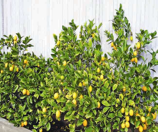 Lemon plant will increase the beauty of your garden - बढ़ाए आपके गार्डन की  शान