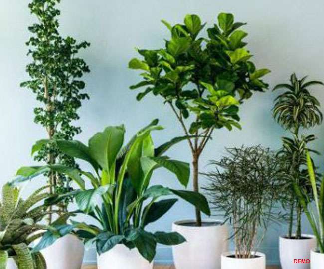 People planting 24 hours oxygen giving plant in office and