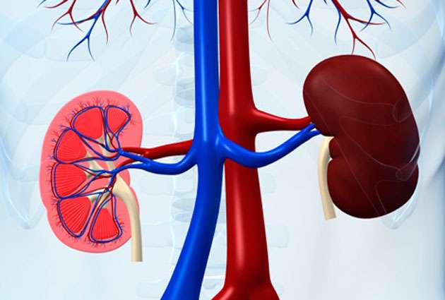 Kidney Disease Symptoms and Treatment