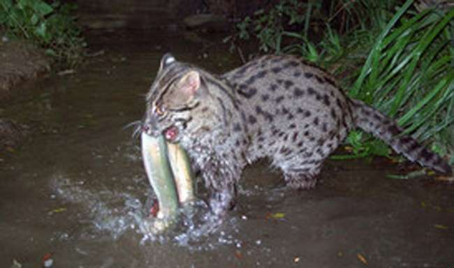 बंगाल सरकार कराएगी फिशिंग कैट का सर्वे - Bengal government will survey phishing cat बंगाल सरकार कराएगी फिशिंग कैट का सर्वे - Bengal government will survey phishing cat