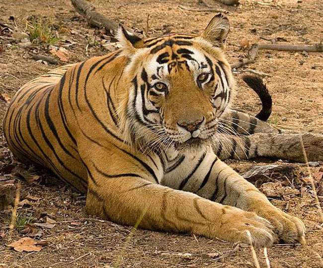 बाघों की तादाद में वृद्धि, गिनीज बुक में दर्ज हो सकते कुमाऊं के बाघ
