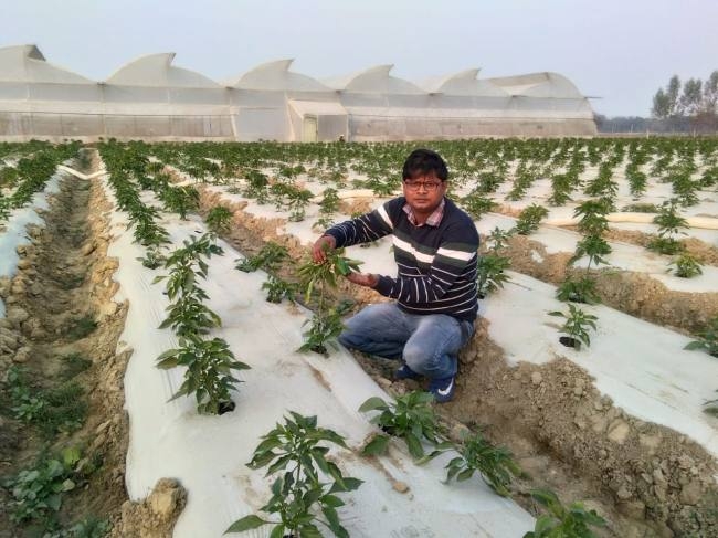 जरबेरा व शिमला मिर्च ने दिलाई पहचान