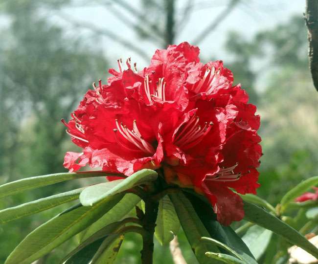 अब बुरांश के जल्दी खिलने के रहस्य से उठेगा पर्दा - Now reaserach will make clear why burans is early blossom