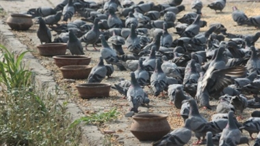 เคชเคฐिंเคฆों เคो เคฆाเคจा-เคชाเคจी เคฆे เคเคฐเคคे เคนैं ...