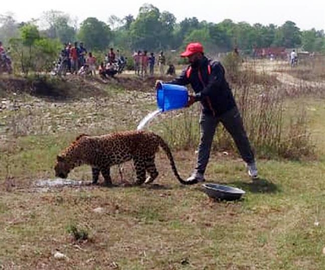 गुलरघाटी में घायल अवस्था में घूम रहे गुलदार की मौत - guldar, death गुलरघाटी में घायल अवस्था में घूम रहे गुलदार की मौत - guldar, death