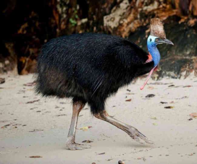 world most dangerous bird kills owner after attacking him in florida world most dangerous bird kills owner after attacking him in florida