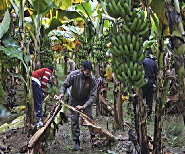 विलुप्त होने के कगार पर केला, कोलंबिया में लगा आपातकाल, संयुक्त राष्ट्र की चेतावनी